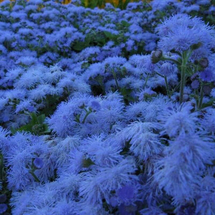 250 Dwarf Blue Bedder Ageratum Seeds - Seed World