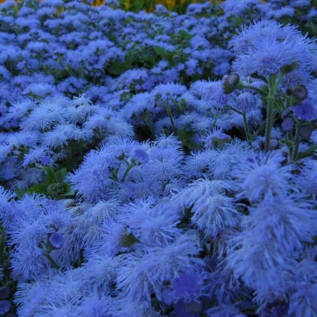 250 Dwarf Blue Bedder Ageratum Seeds - Seed World