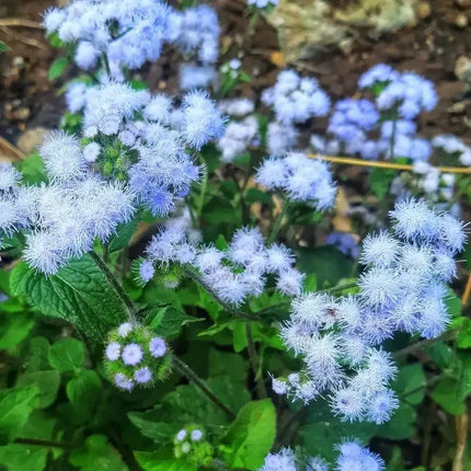 250 Dwarf Blue Bedder Ageratum Seeds - Seed World