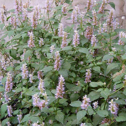 250 Licorice Mint (Korean Mint) Seeds - Seed World