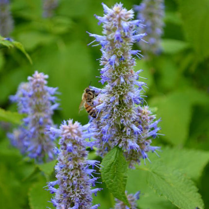 250 Licorice Mint (Korean Mint) Seeds - Seed World