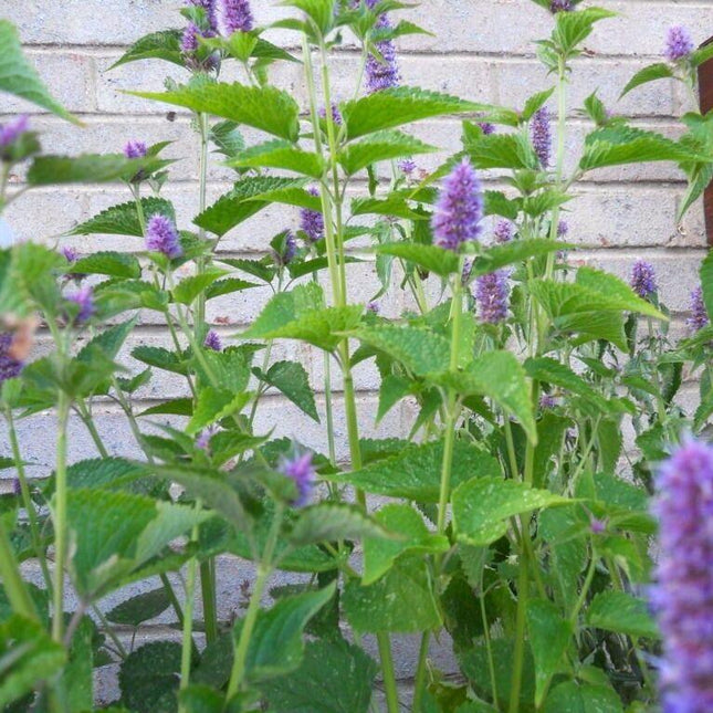250 Licorice Mint (Korean Mint) Seeds - Seed World