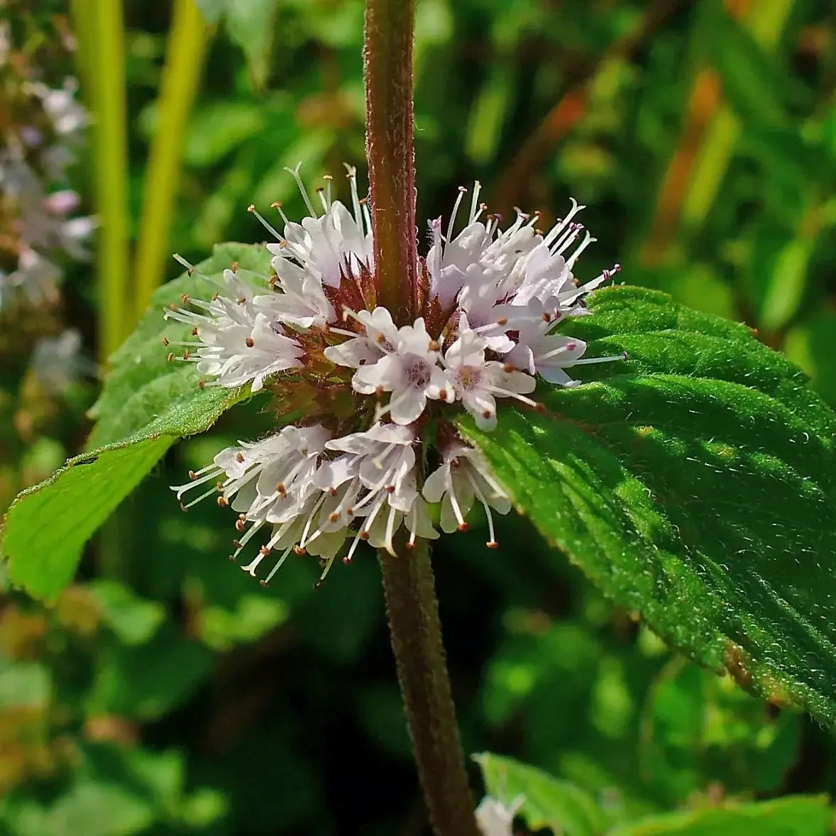 250 Pennyroyal - Mentha Pulegium Seeds - Seed World