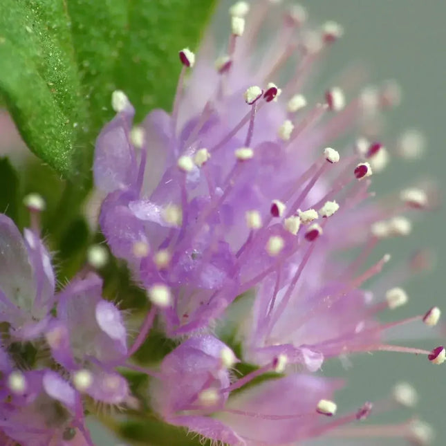 250 Pennyroyal - Mentha Pulegium Seeds - Seed World