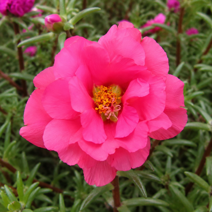 250 Pink Moss Rose Portulaca Grandiflora Seeds