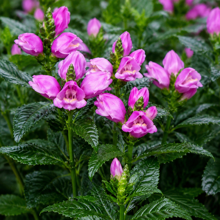 250 Pink Turtlehead Seeds