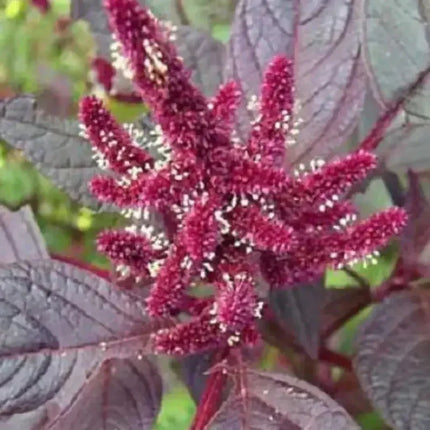 250 Prince's Feather 'Oeschberg' Amaranthus Seeds - Seed World