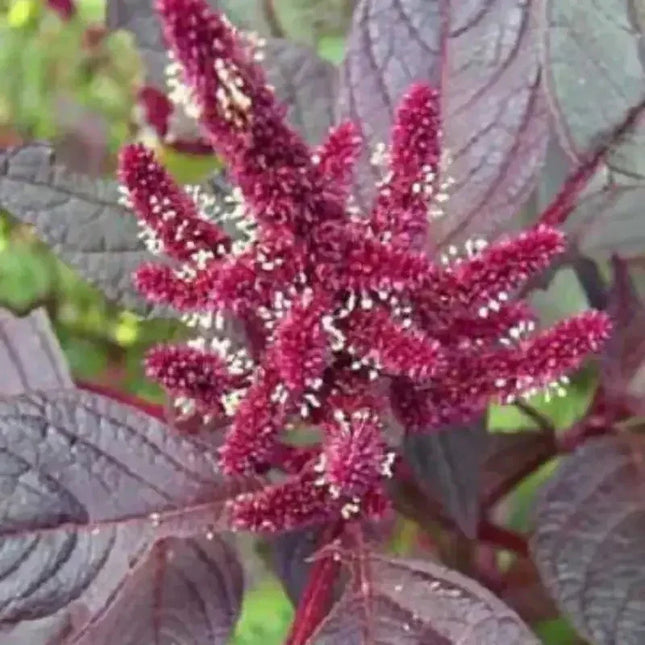 250 Prince's Feather 'Oeschberg' Amaranthus Seeds - Seed World