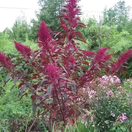 250 Prince's Feather 'Oeschberg' Amaranthus Seeds - Seed World