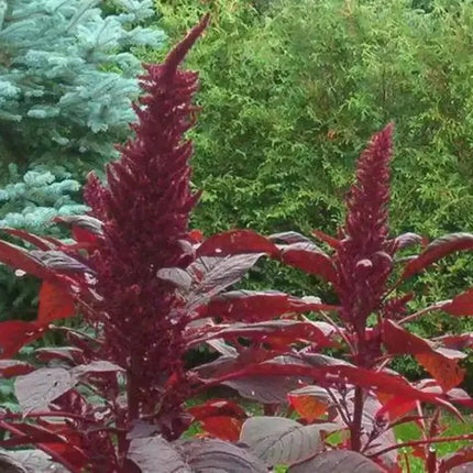 250 Prince's Feather 'Oeschberg' Amaranthus Seeds - Seed World