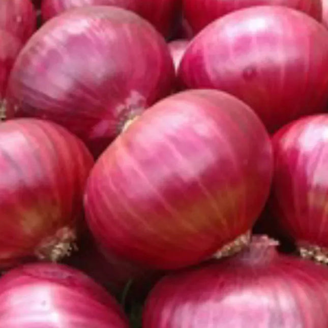 250 Red Creole Onion Seeds - Seed World