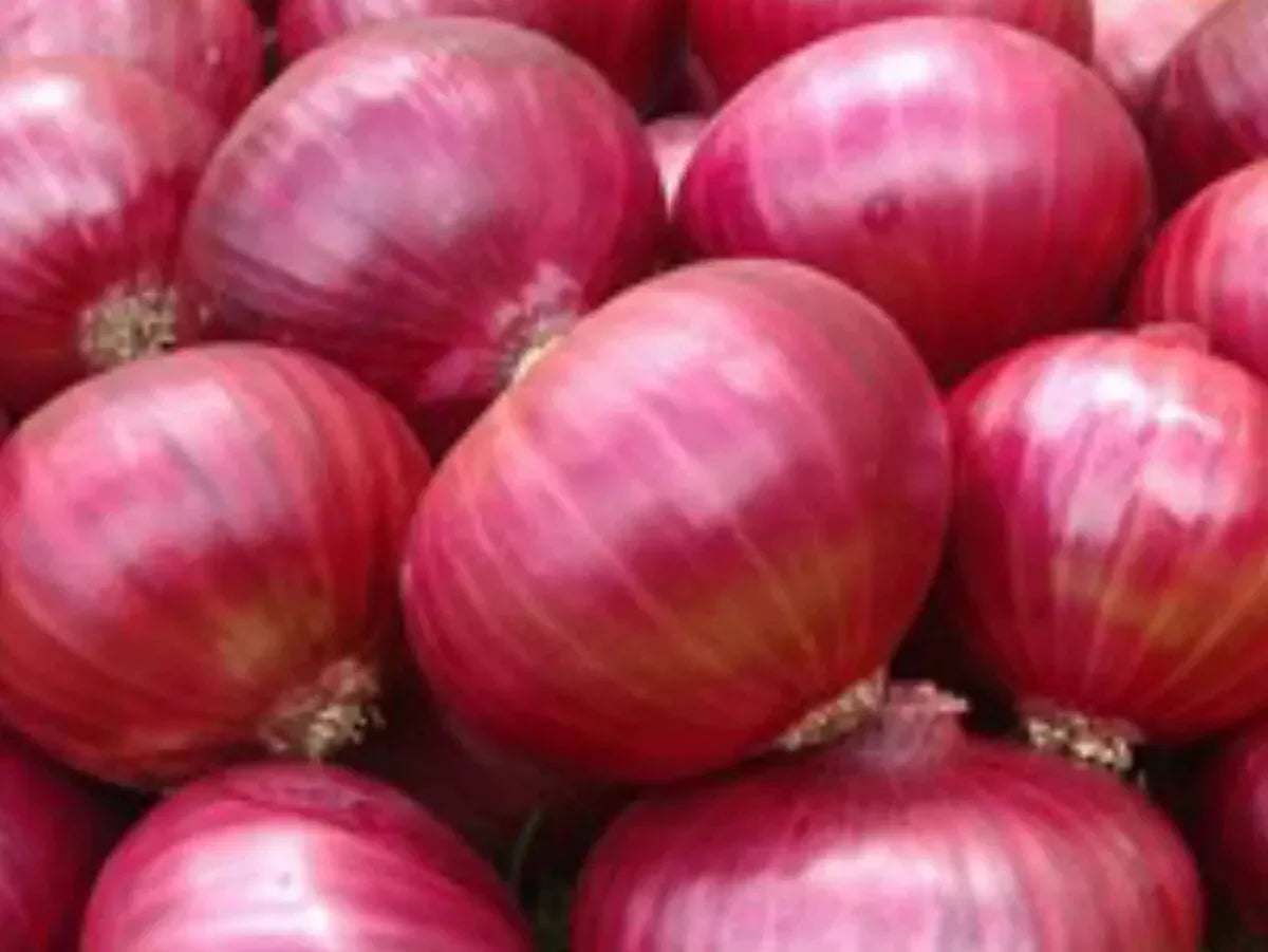 250 Red Creole Onion Seeds - Seed World