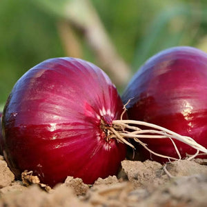 250 Red Creole Onion Seeds