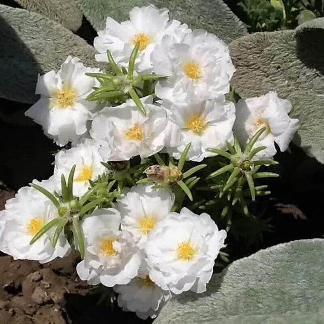 250 White Moss Rose - Portulaca Grandiflora Seeds - Seed World