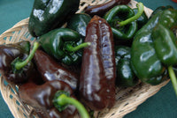 250 Ancho Poblano Chile Pepper Seeds