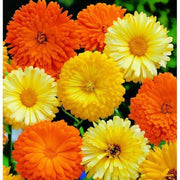 250 Calendula Pacific Beauty Seeds - Mix