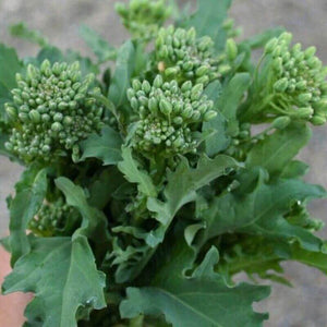 25 Broccoli Raab Seeds