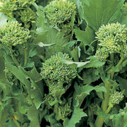 25 Broccoli Raab Seeds