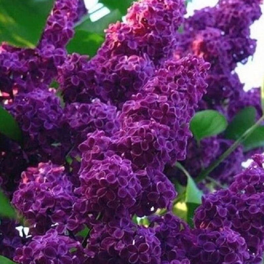 25 Dark Purple Lilac Seeds