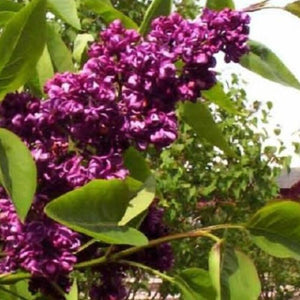 25 Dark Purple Lilac Seeds