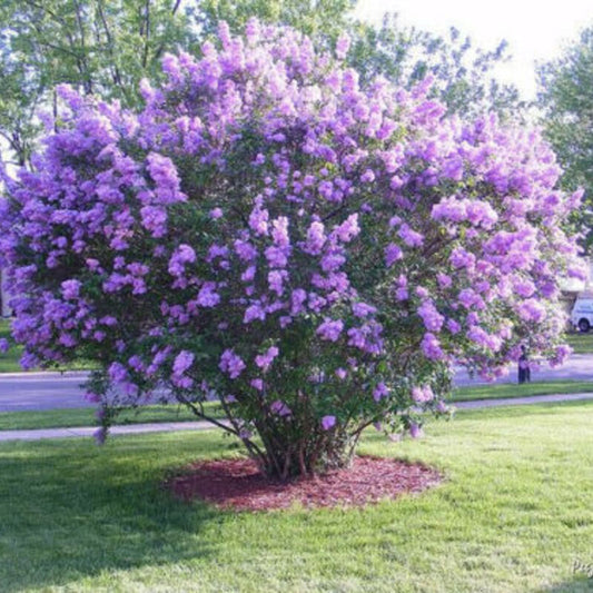 25 Dark Purple Lilac Seeds
