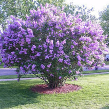 25 Dark Purple Lilac Seeds