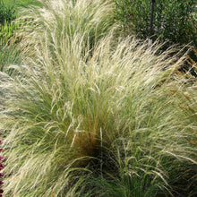 150 Mexican Feather Grass Seeds