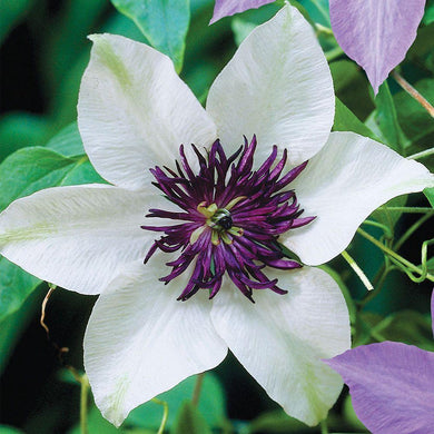 25 White Purple Clematis Seeds