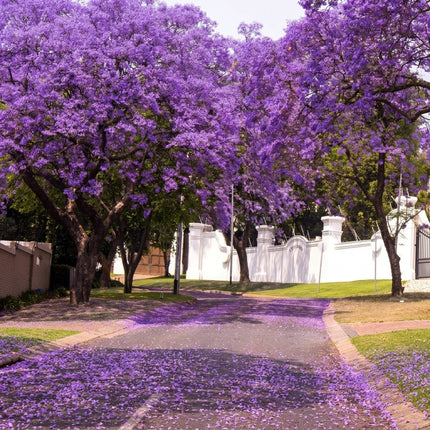 25 Blue Jacaranda Tree Seeds (Jacaranda mimosifolia)