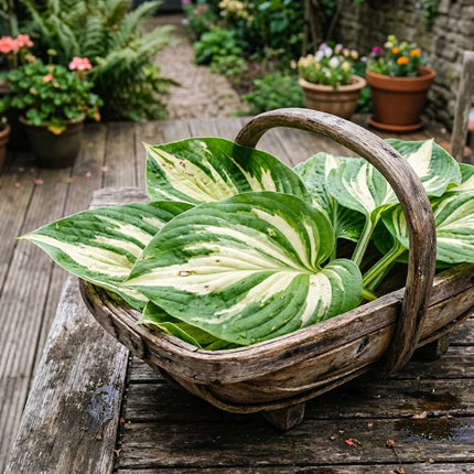 50 Hosta Seeds – Sagae-Type Parent