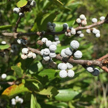 20 Northern Bayberry (Myrica Pensylvanica) Seeds