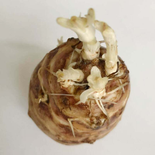 3 Big Size Jerusalem Artichoke Tubers For Planting