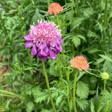 50 Mixed Color Scabiosa - Pincushion Flower Seeds