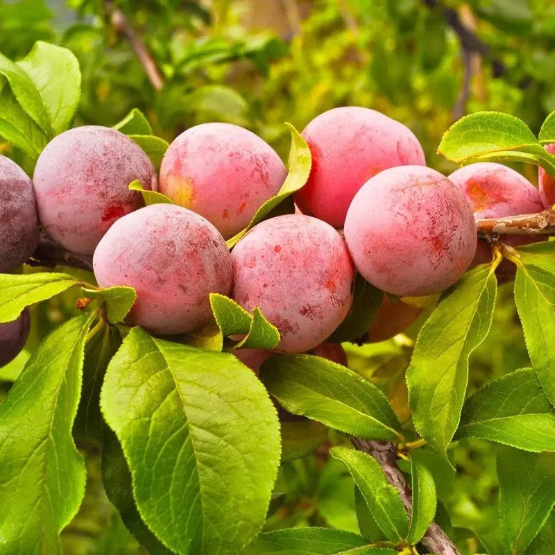 Pink plums on a branch with green leaves