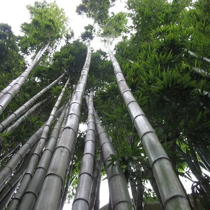 60 Moso King Bamboo Seeds