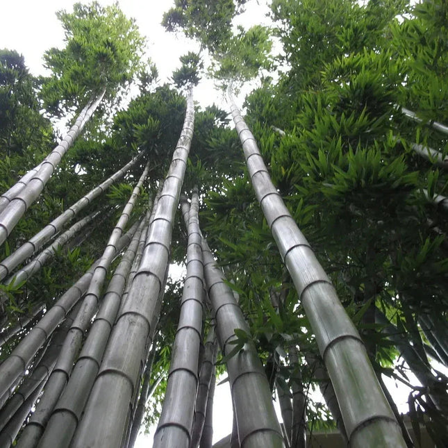 60 Moso King Bamboo Seeds