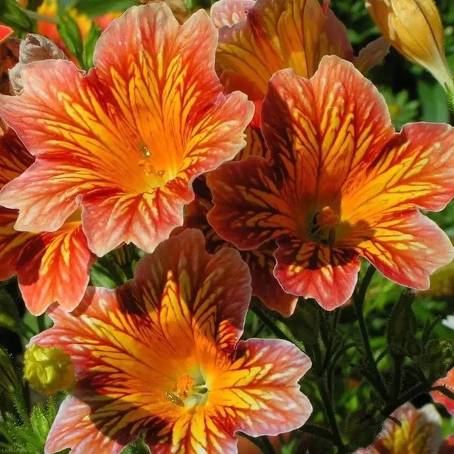 Close-up of vibrant orange and pink flowers with a blurred green background