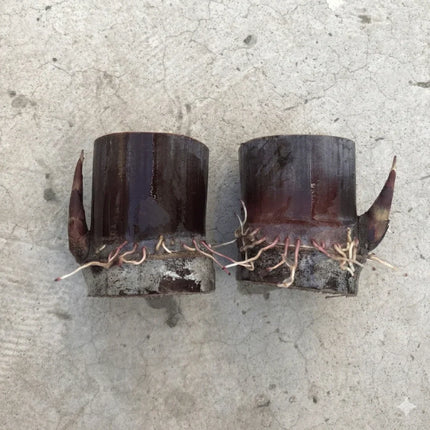 2 Purple Sugarcane Cuttings