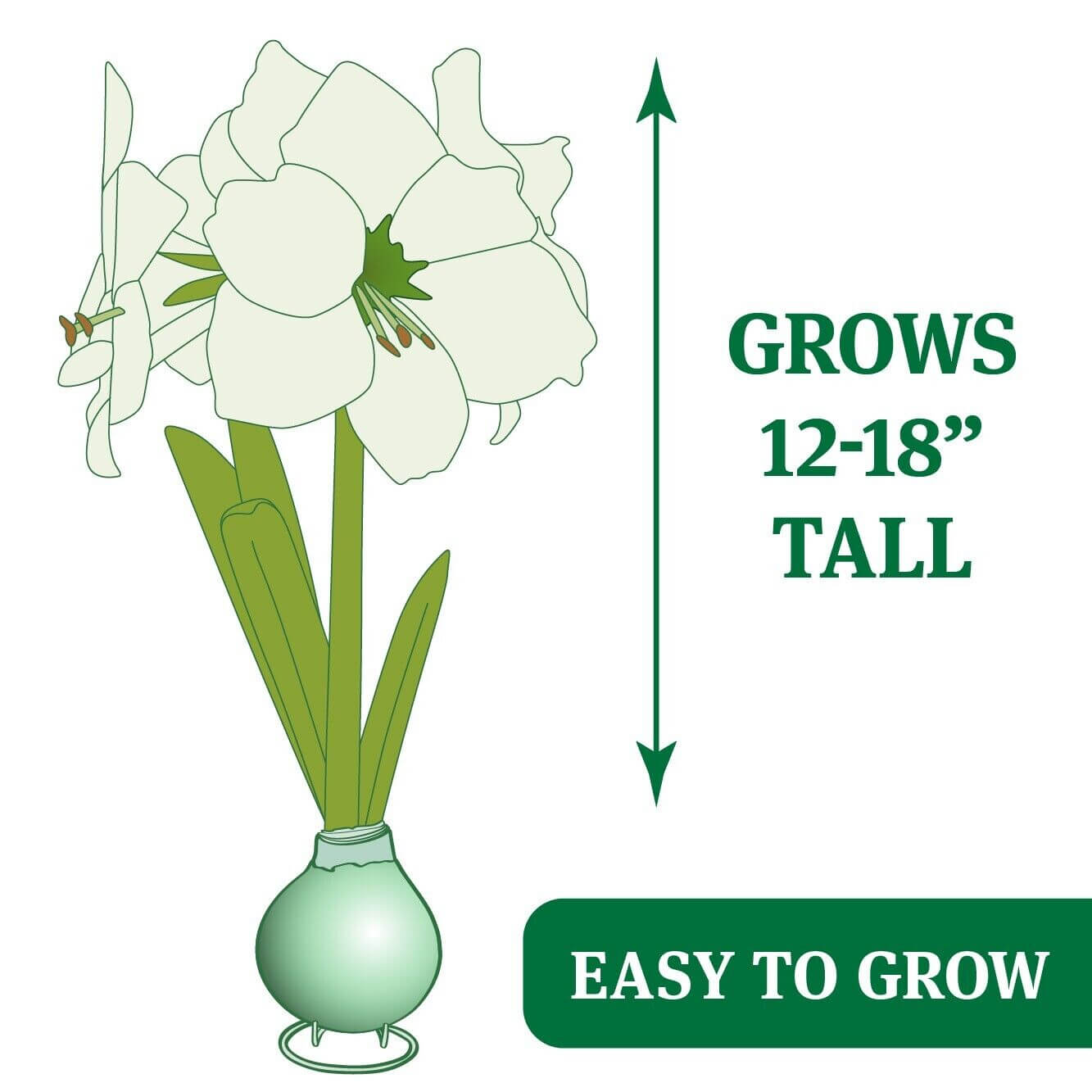 Waxed Amaryllis Flower Bulb with Stand - No Water Needed