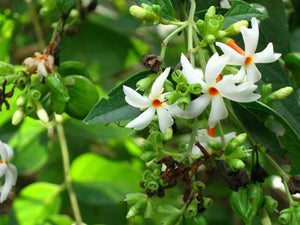 Jasmine Bonsai Tree Seeds