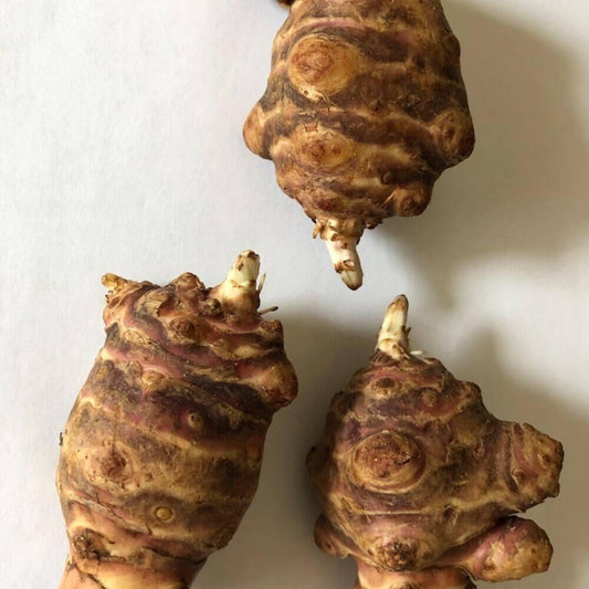 3 Big Size Jerusalem Artichoke Tubers For Planting - Seed World