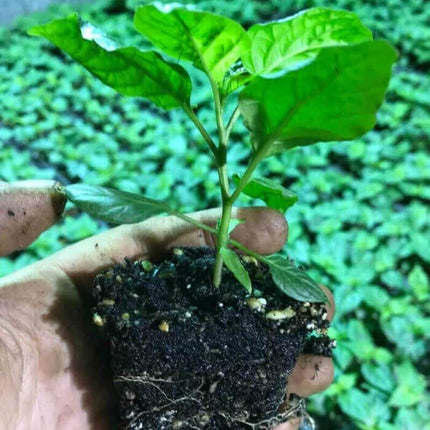 3 Carolina Reaper Pepper Live Plants Lot - Seed World