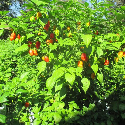 3 Carolina Reaper Pepper Live Plants Lot - Seed World