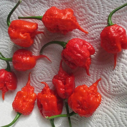 3 Carolina Reaper Pepper Live Plants Lot - Seed World
