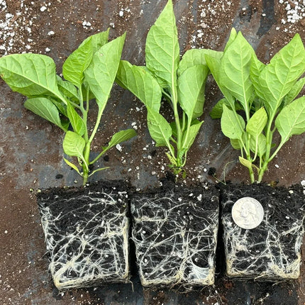 3 Carolina Reaper Pepper Live Plants Lot - Seed World