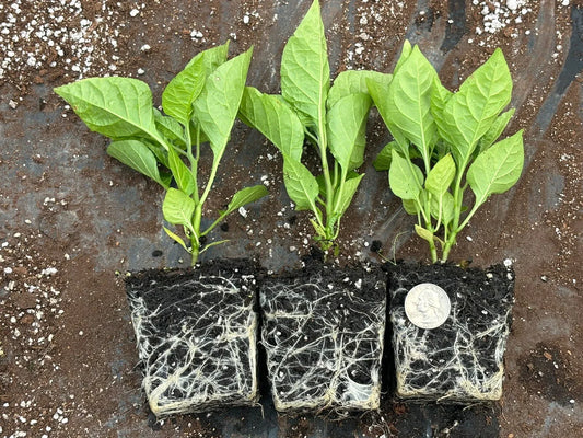 3 Carolina Reaper Pepper Live Plants Lot - Seed World
