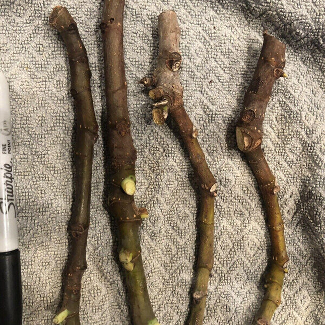 3 Fig Tree cuttings "White Adriatic" - Seed World
