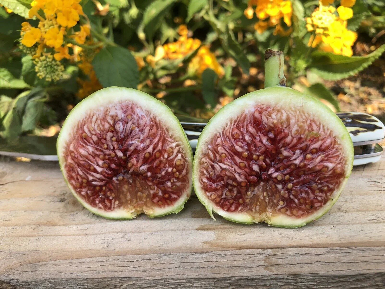 3 Fig Tree cuttings "White Adriatic" - Seed World