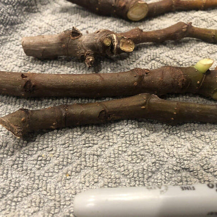 3 Fig Tree cuttings "White Adriatic" - Seed World