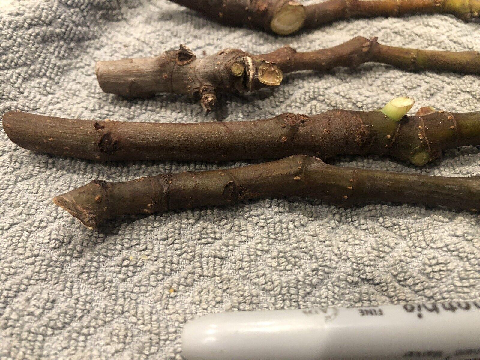 3 Fig Tree cuttings "White Adriatic" - Seed World